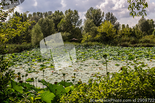 Image of Lotus green area pond