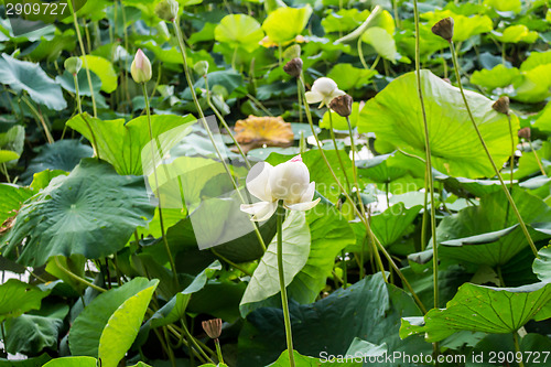 Image of Lotus green area pond