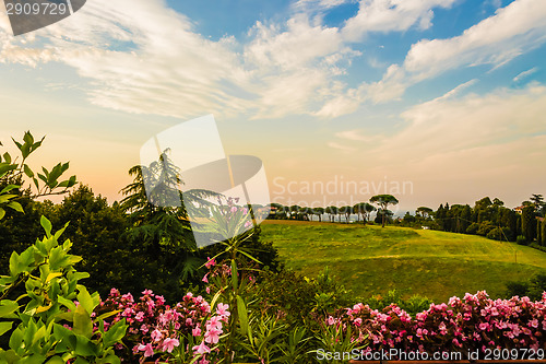 Image of Weeds on green view