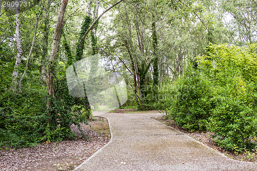 Image of Walk path through green trees 
