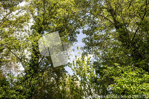 Image of green leaves