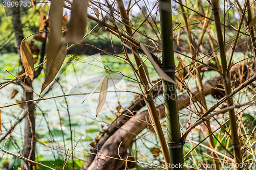 Image of Woven branches wall