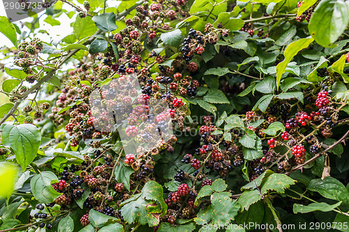Image of Red and black blackberries