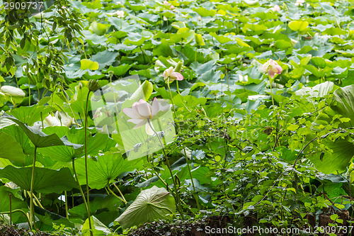 Image of Lotus green area pond