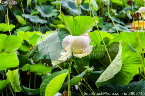 Image of Lotus green area pond