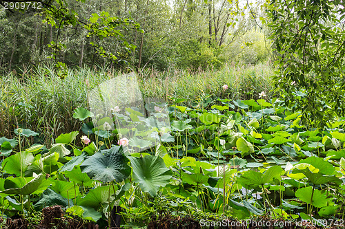 Image of Lotus green area pond