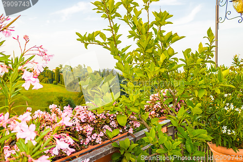 Image of Weeds on green view