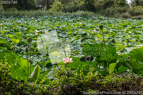 Image of Lotus green area pond