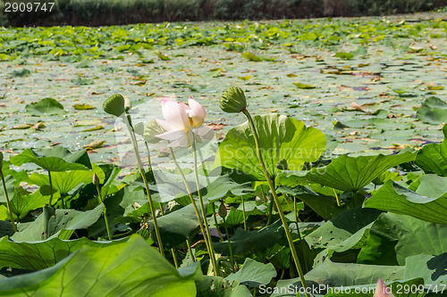 Image of Lotus green area pond