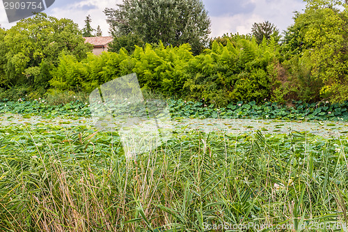 Image of Lotus green area pond