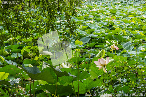 Image of Lotus green area pond