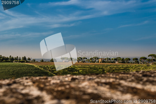 Image of Weeds on green view