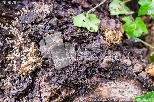 Image of Ant colonies in anthill