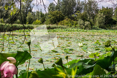 Image of Lotus green area pond