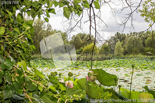 Image of Lotus green area pond