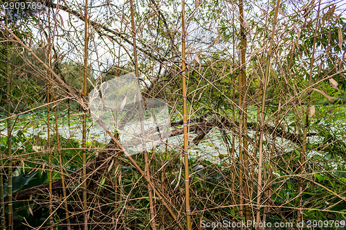 Image of Woven branches wall