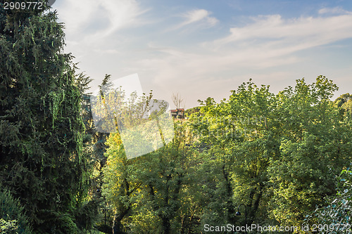 Image of Weeds on green view