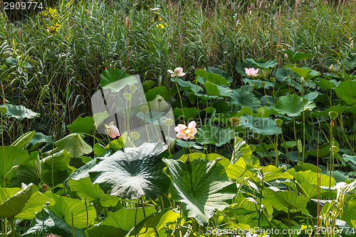 Image of Lotus green area pond