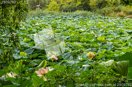 Image of Lotus green area pond