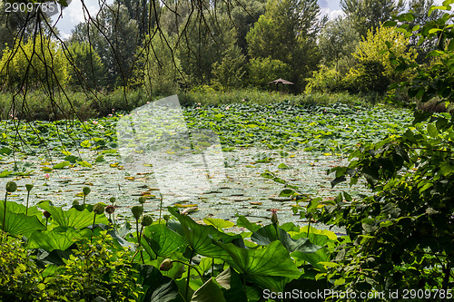 Image of Lotus green area pond