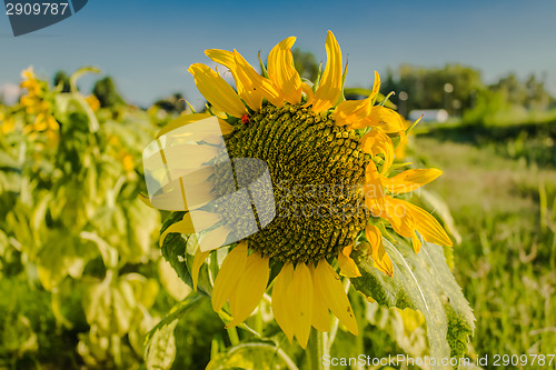 Image of Field of yellow sunflowers 