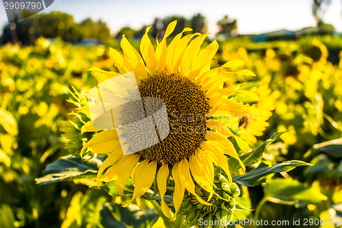 Image of Field of yellow sunflowers 