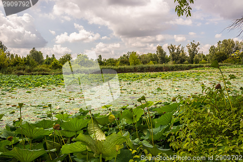 Image of Lotus green area pond