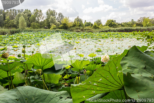 Image of Lotus green area pond