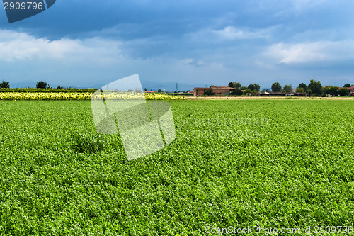 Image of Cultivated fields 