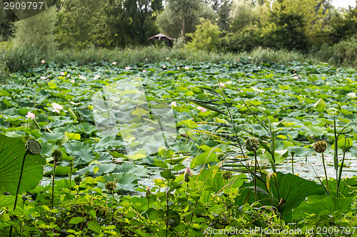 Image of Lotus green area pond