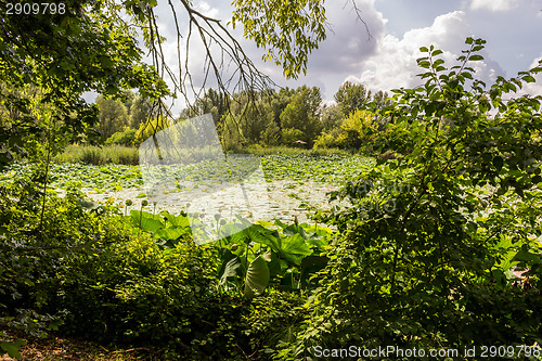 Image of Lotus green area pond