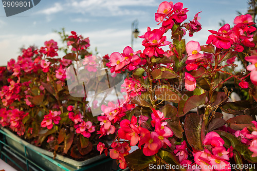 Image of Begonia succulent flowers