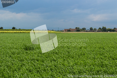 Image of Cultivated fields 