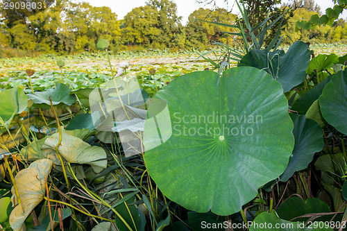 Image of Lotus green area pond