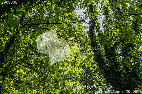 Image of Green leaves 