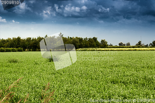 Image of Cultivated fields 