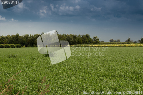 Image of Cultivated fields 