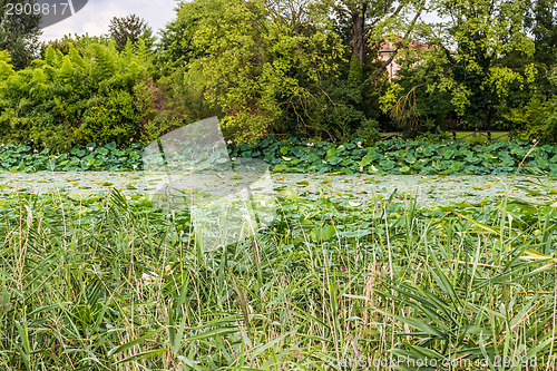 Image of Lotus green area pond