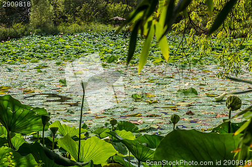 Image of Lotus green area pond