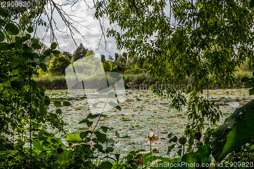 Image of Lotus green area pond