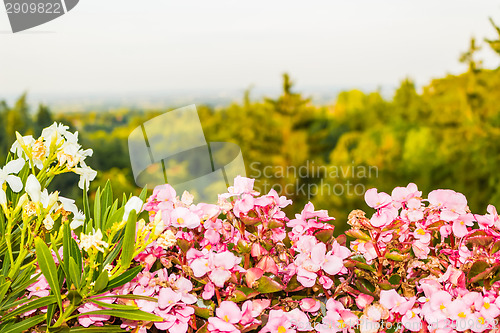 Image of Weeds on green view