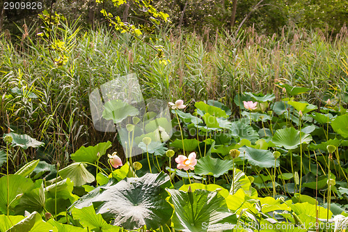 Image of Lotus green area pond