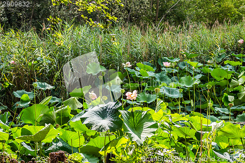 Image of Lotus green area pond