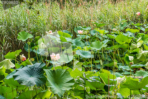 Image of Lotus green area pond