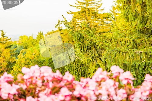 Image of Weeds on green view