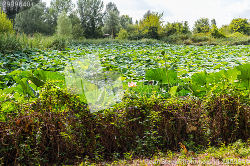 Image of Lotus green area pond