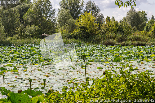 Image of Lotus green area pond