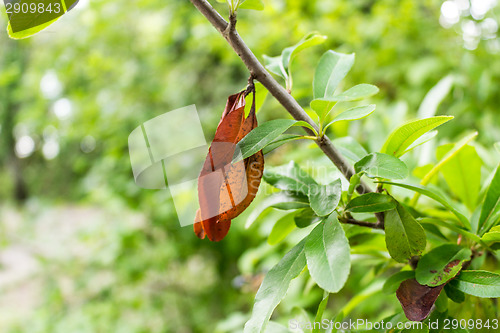 Image of Orange and green leaves