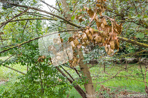 Image of Dry leaves on Yellow lichen 