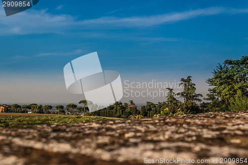 Image of Weeds on green view